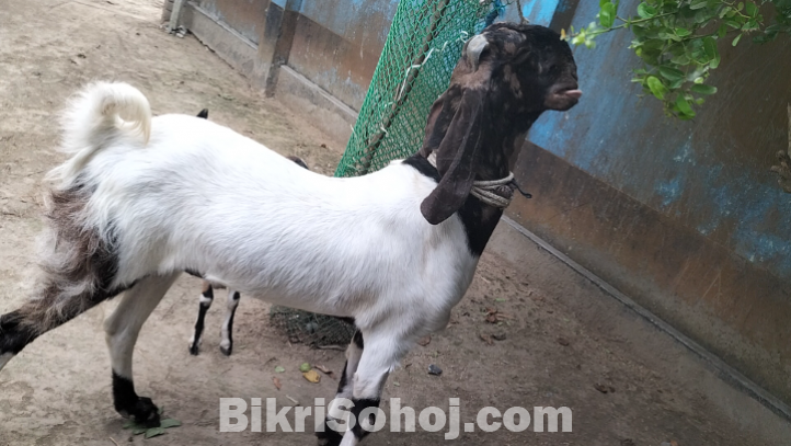 তোতাপুরি খাশি ছাগল